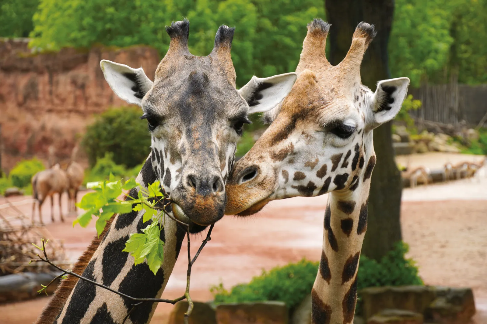 Giraffen