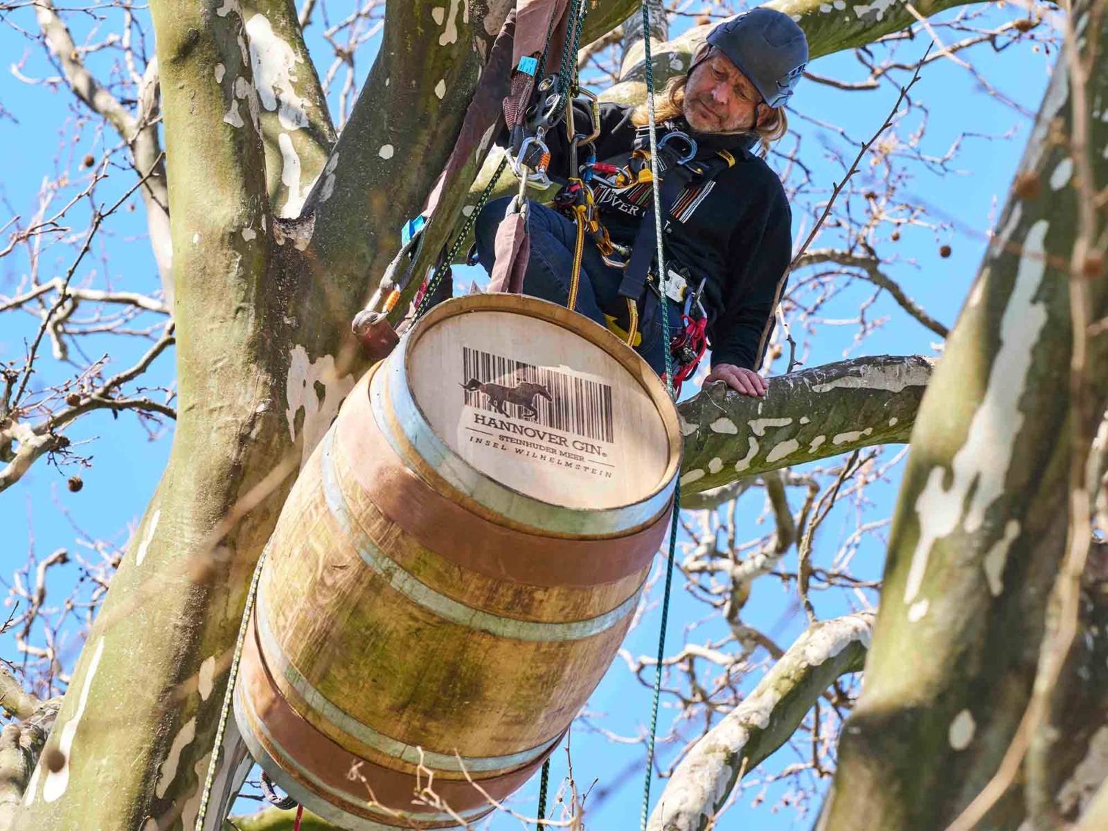 Ginfass in Baumkrone