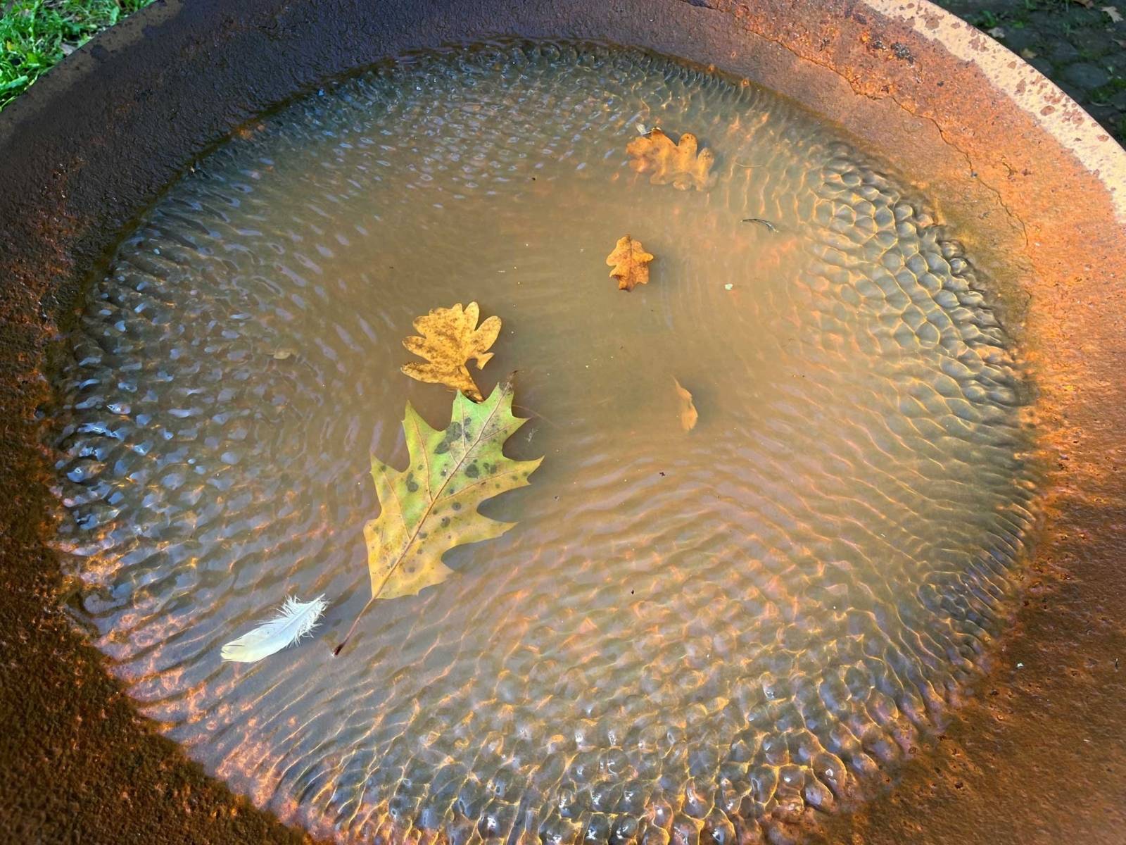 Rostige Schale mit auf Wasser schwimmenden Blättern.