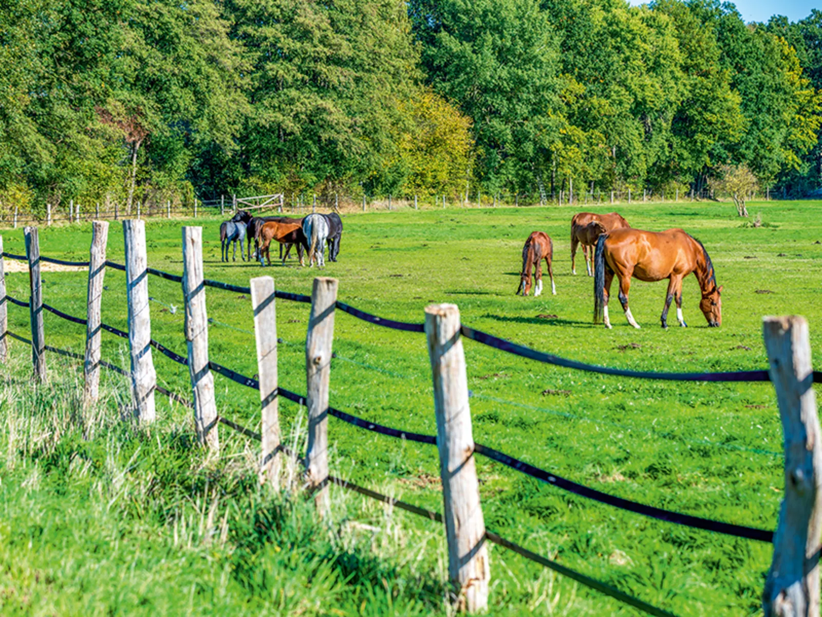 Pferdeidylle im Burgdorfer Land