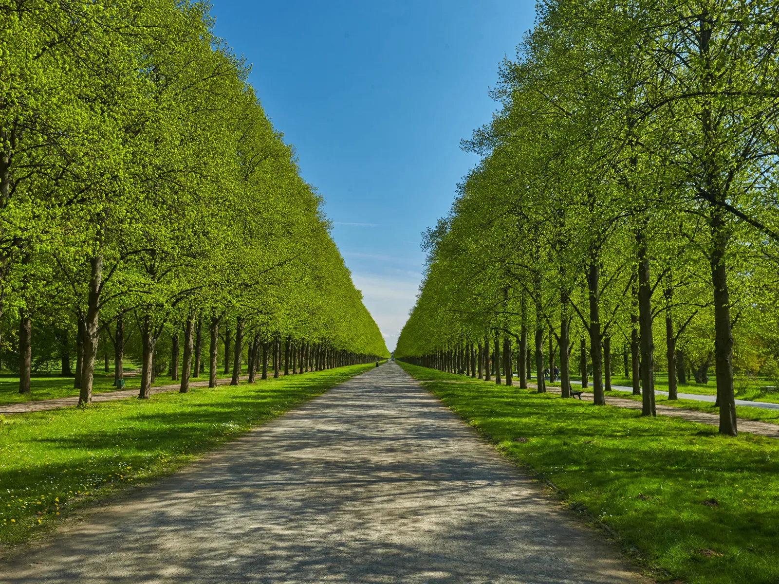 Eine Allee