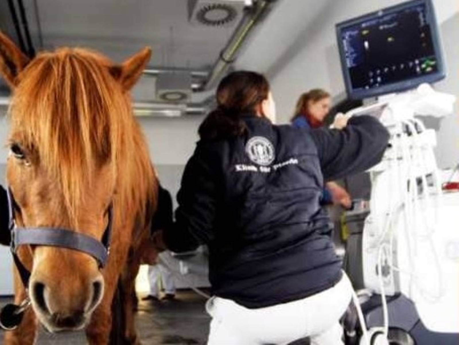 Klinikraum mit einem Pferd und zwei Frauen