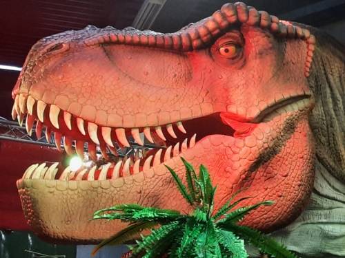 Ein nachgebauter lebensgroßer T-Rex-Kopf.