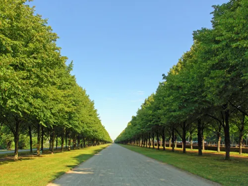 Alléen i Georgengarten