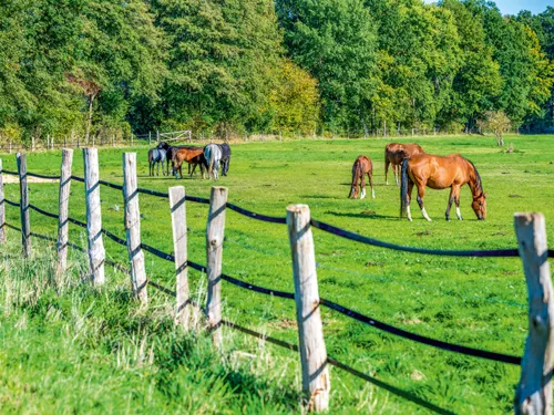Pferdeidylle im Burgdorfer Land