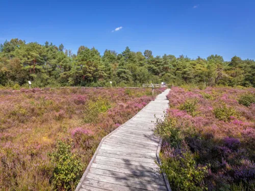 Heideblüte am Moorsteg im "Toten Moor"