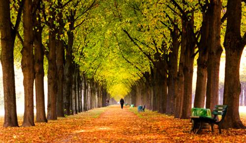 Herbstspaziergang in der Herrenhäuser Allee