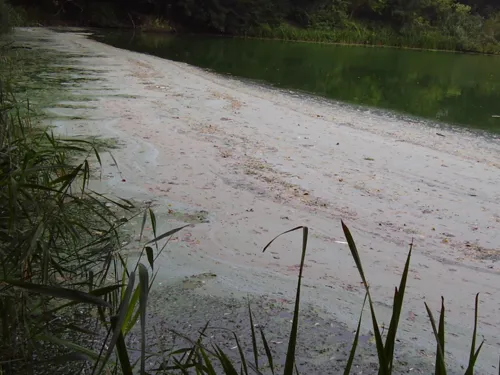 Blaualgen