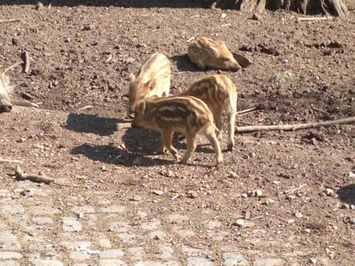 Frisch geborene Wildschweine im Tiergarten.