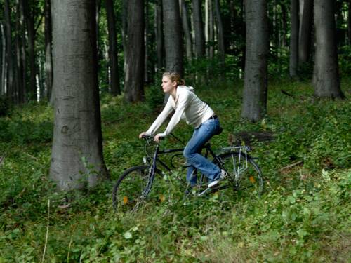 Eine Radfahrerin im Wald