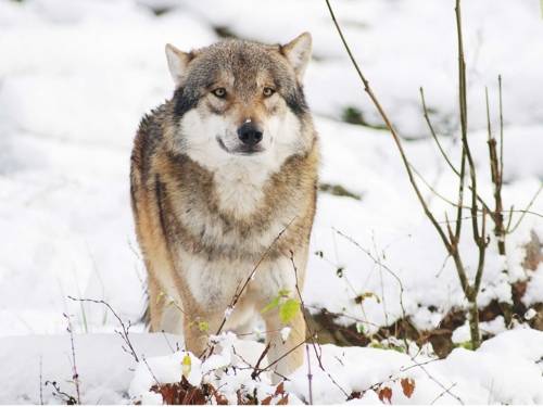 Winter im Wisentgehege