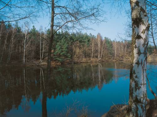 Un lac aux eaux d'un bleu sombre, avec des bouleaux au premier plan et des conifères à l'arrière-plan