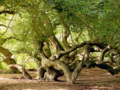 Avenida das Favas-de-Süntel no Parque Termal