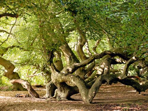 Süntelbuchen Allee im Kurpark
