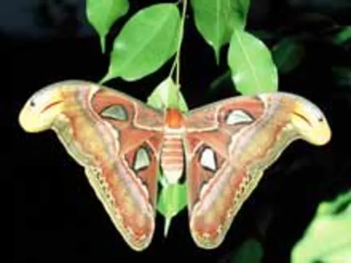 mariposa
