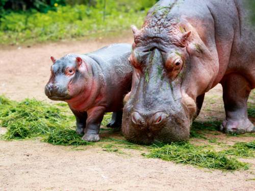 Hippos 