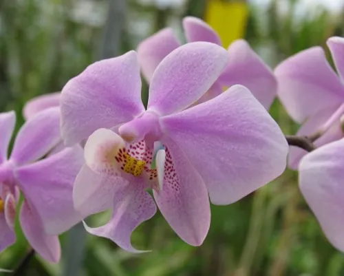 Orchidee im Berggarten
