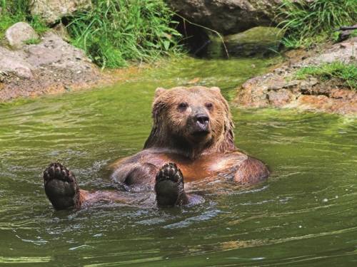 Ein Bär im Wasser