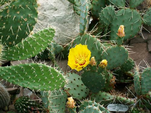 Casa di esposizione dei cactus