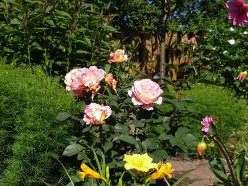 Blomsterbed med rose