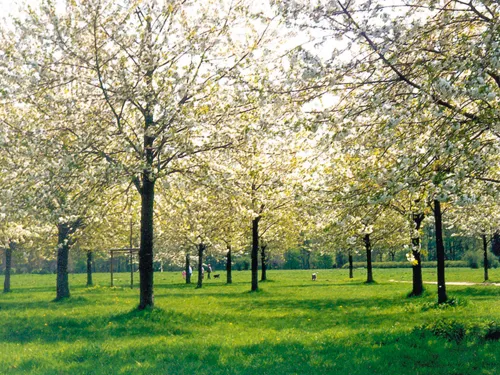 Cerisiers dans le bosquet commémoratif d'Hiroshima