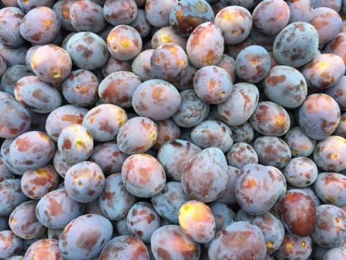 des prunes.