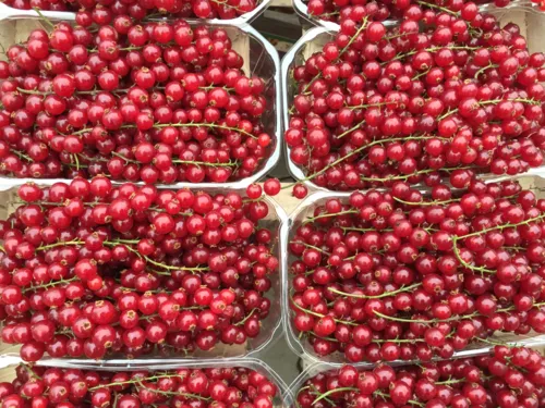 Johannisbeeren.