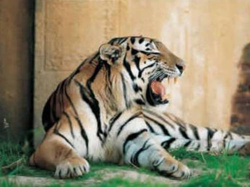 Sibirischer Tiger