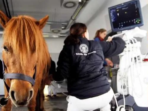 Sala della clinica con un cavallo e due donne