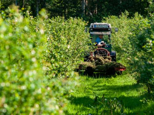 Ein Traktor fährt durch Reihen von Blaubeeren.