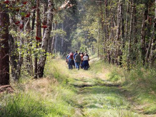 Eine Gruppe geht durch ein Moor, am Wegesrand wachsen Birken.