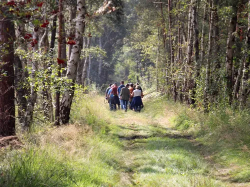 Eine Gruppe geht durch ein Moor, am Wegesrand wachsen Birken.