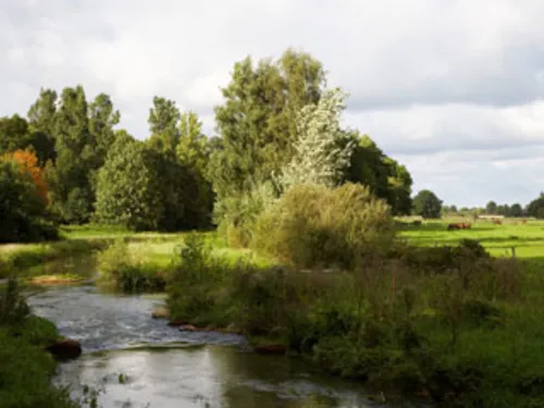 Die Burgdorfer Aue