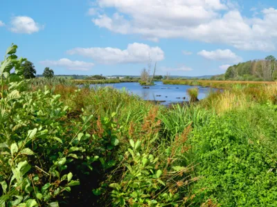 Paysage aquatique
