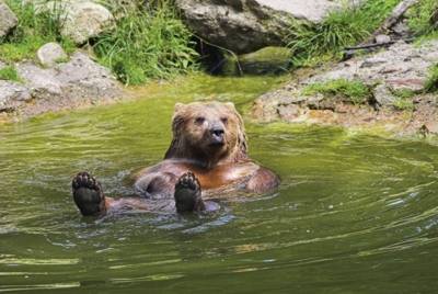 Wisent Gehege-Springe