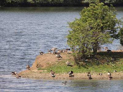 Vögel an einer Landzunge im Koldinger See