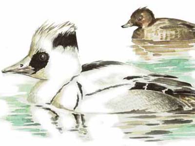 Zeichnung eines schwimmenden Vogels aus der Familie der Enten
