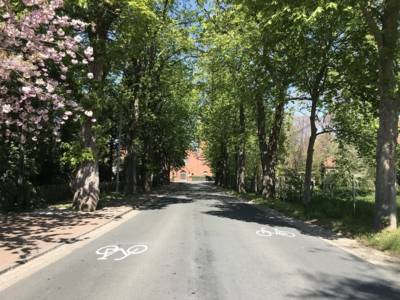 Eine Straße mit Fahrrad-Piktogrammen durch eine Allee