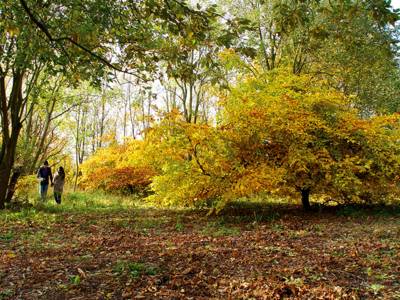 Nettelrede'deki "Steinriepen" Arboretumu
