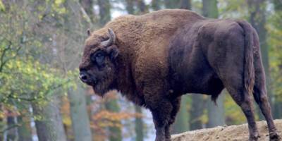 Ein Wisent steht auf einem Berg