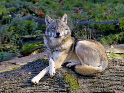 Wolf in the bison enclosure in Springe