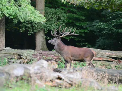 La période du rut dans l'enclos des bisons