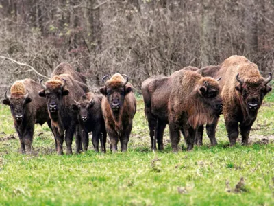 Des bisons dans l'enclos des bisons