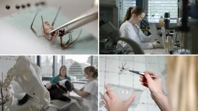 Pająk w laboratorium.