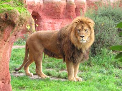 Lion dans l'Erlebnis-zoo d'Hanovre