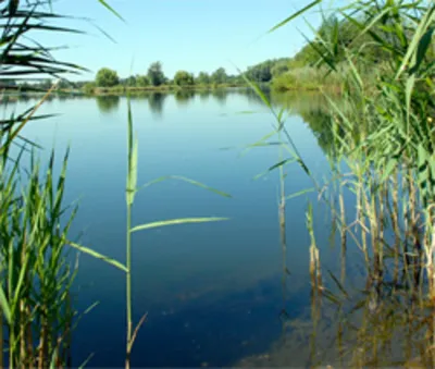 Ein See. Im Vordergrund links eine einzelne Schilfpflanze, am rechten und linken Rand, mehrere Schilfpflanzen. Das Seewasser leuchtet in unterschiedlichen Blautönen, in der Uferzone kann man den Grund erkennen, im Hintergrud Bäume