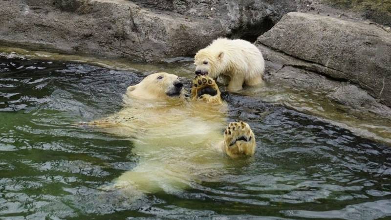 Eisbärin spielt mit Mutter im Wasser.