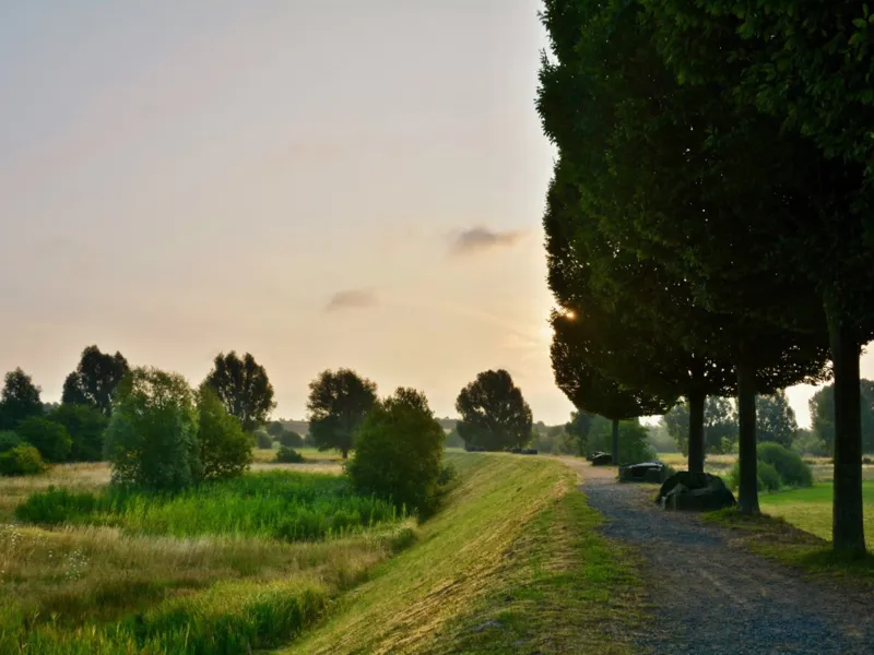 Field path with trees