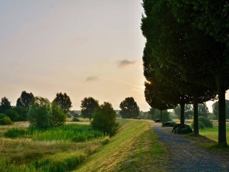 Feldweg mit Bäumen