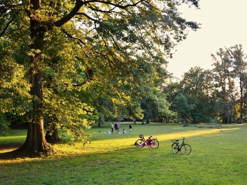 Weise mit Bäumen im Sonnenlicht